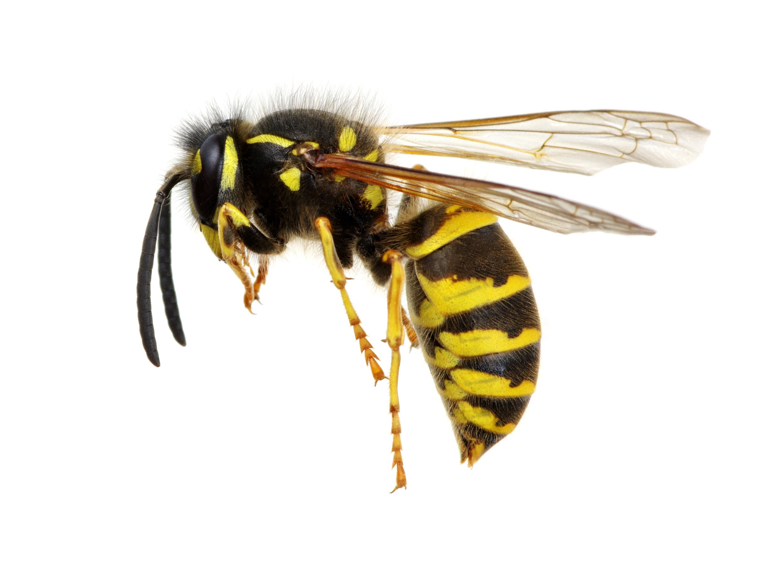 Vespula germanica